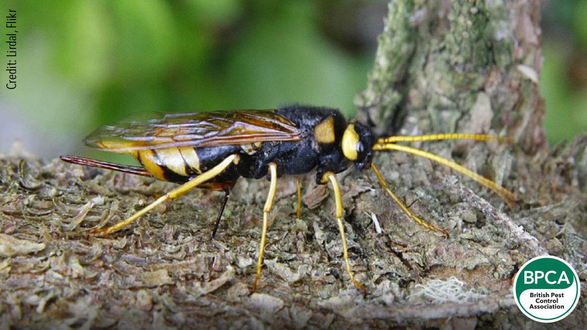 Wood wasp Siricidae giant horntail identification UK